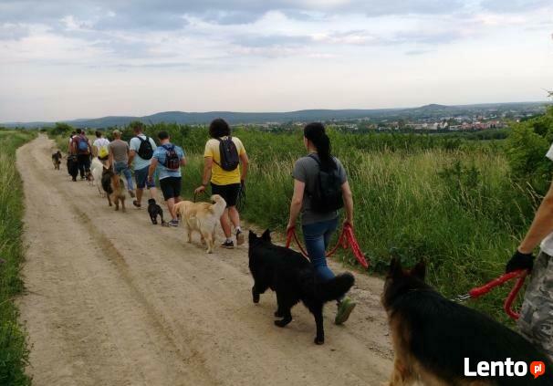 Szkolenie psów Kielce