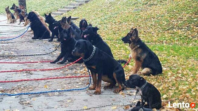 Szkolenie psów Kielce