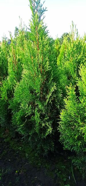 Tuja szmaragd 70-90 cm brabant danica