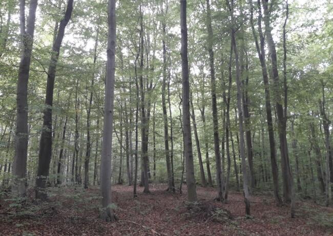 Sprzedam las bukowy 1h