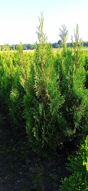 Tuja szmaragd 70-90 cm brabant danica