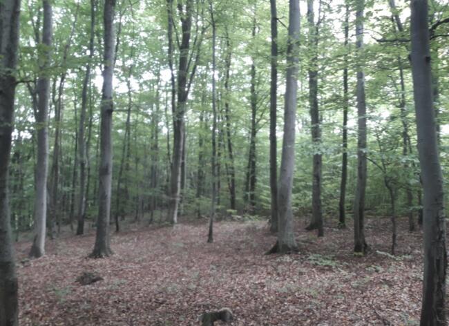 Sprzedam las bukowy 1h