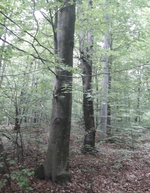 Sprzedam las bukowy 1h