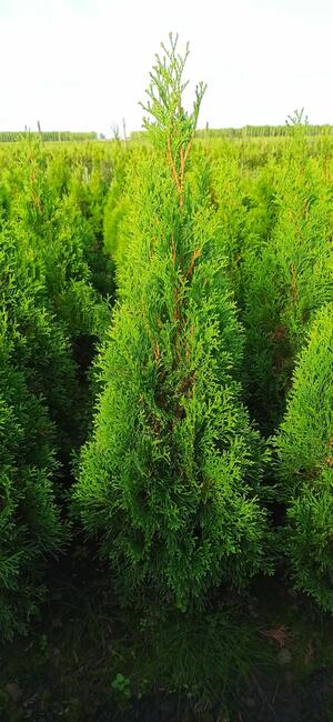 Tuja szmaragd 70-90 cm brabant danica