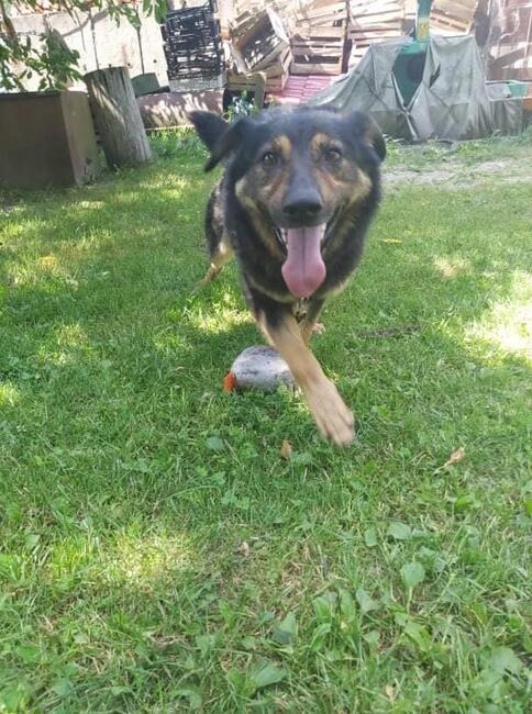 Bary ok 2 let.kochany psiak szuka aktywnego domu Monika Bo