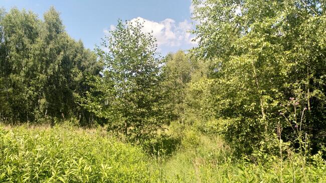 DZIAŁKA ROLNA 0,35 ha, łąka. RYCZYCA, gm. Kotuń