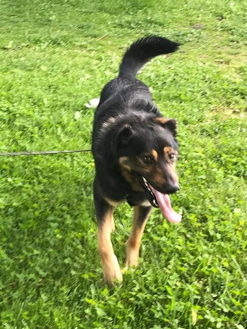 Bary ok 2 let.kochany psiak szuka aktywnego domu Monika Bo