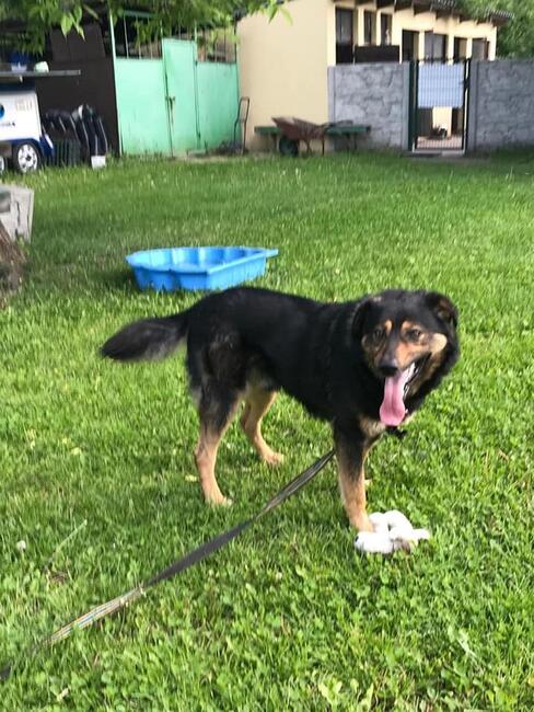 Bary ok 2 let.kochany psiak szuka aktywnego domu Monika Bo