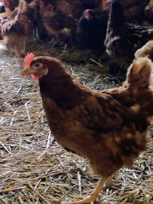 Kury nioski niesne Nowy Sącz