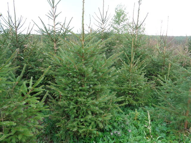 Świerk pospolity na choinki