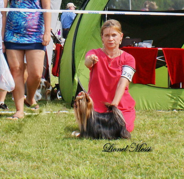 York Yorkshire Terrier ZKwP FCI