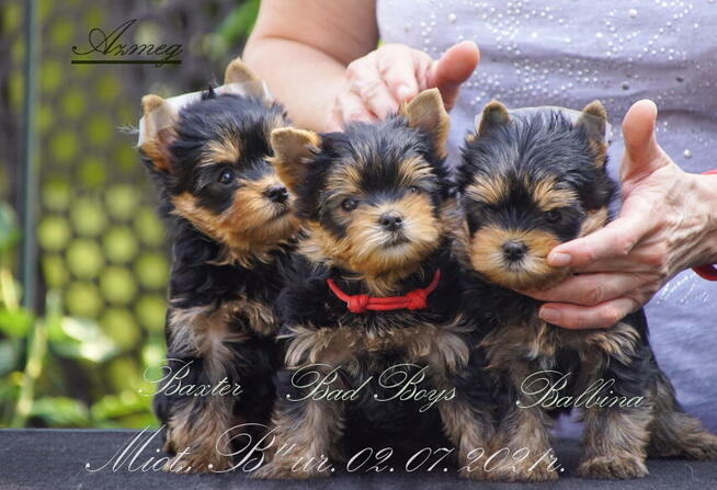 York Yorkshire Terrier ZKwP FCI