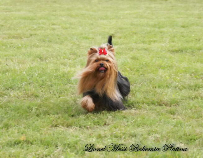 York Yorkshire Terrier ZKwP FCI