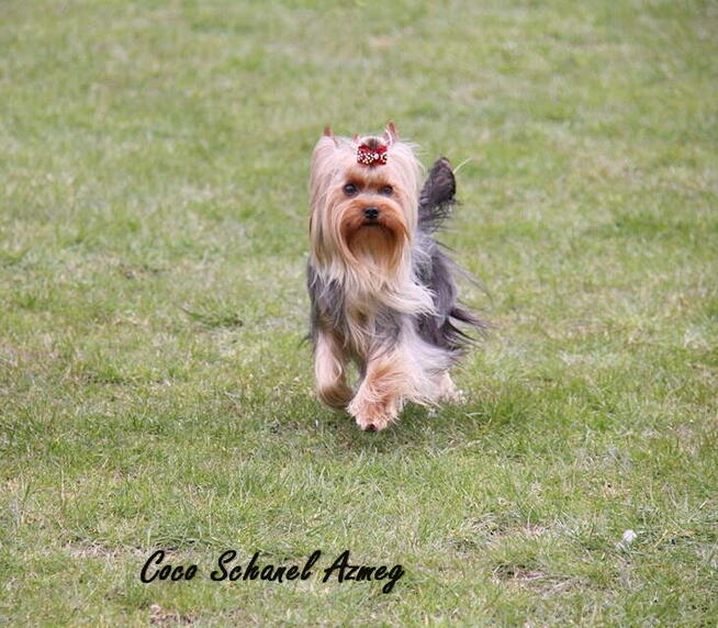 York Yorkshire Terrier ZKwP FCI