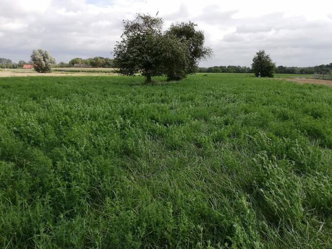 Działka o powierzch 3900m Mchówek (woj. kuj-pom)