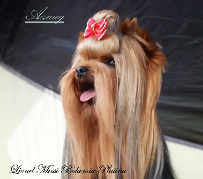 York Yorkshire Terrier ZKwP FCI