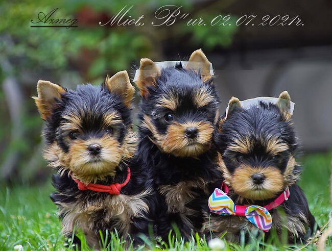 York Yorkshire Terrier ZKwP FCI