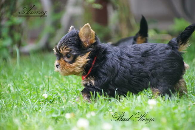 York Yorkshire Terrier ZKwP FCI