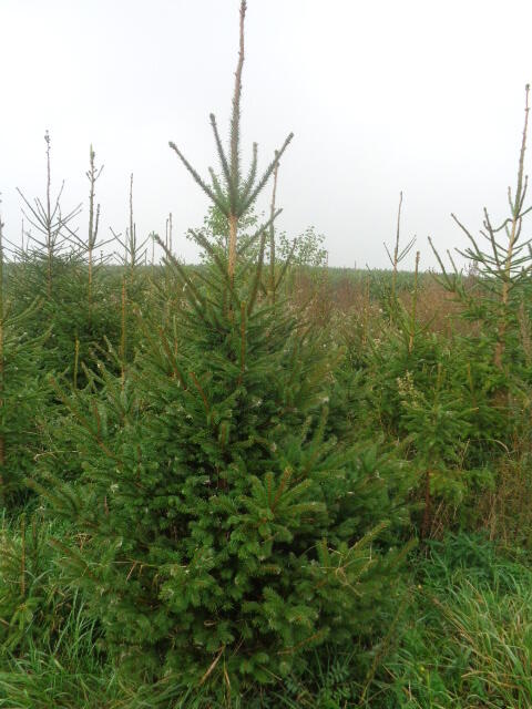 Świerk pospolity na choinki