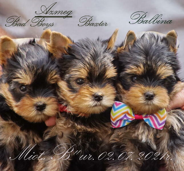 York Yorkshire Terrier ZKwP FCI