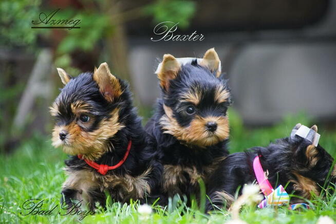 York Yorkshire Terrier ZKwP FCI