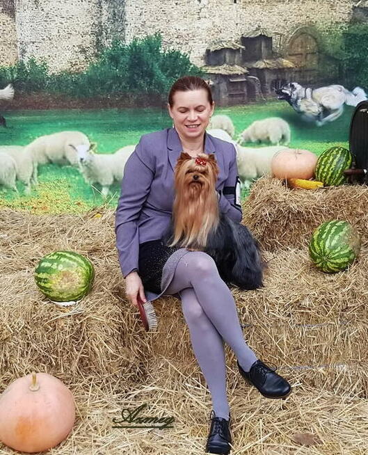 York Yorkshire Terrier ZKwP FCI