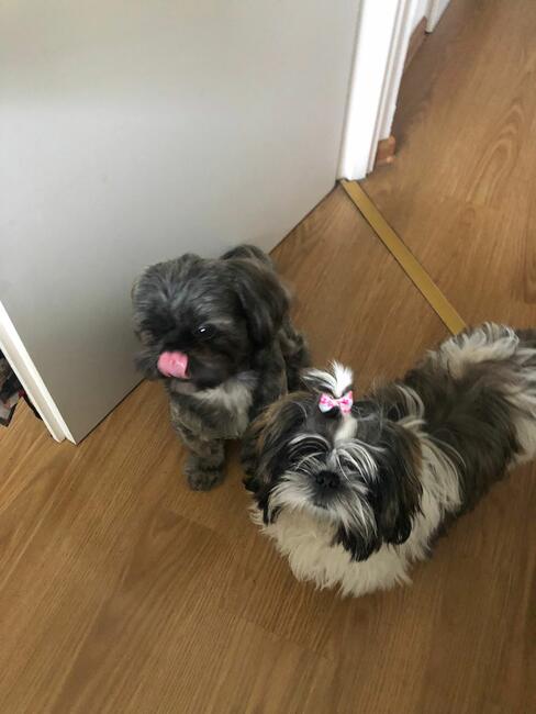 Reproduktor shih tzu