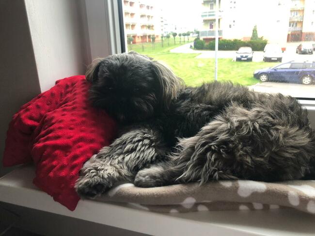 Reproduktor shih tzu