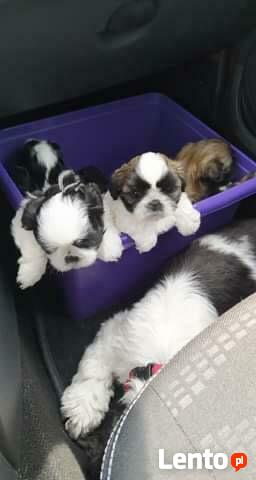 Reproduktor shih tzu