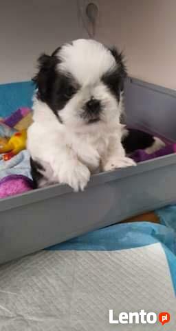 Reproduktor shih tzu