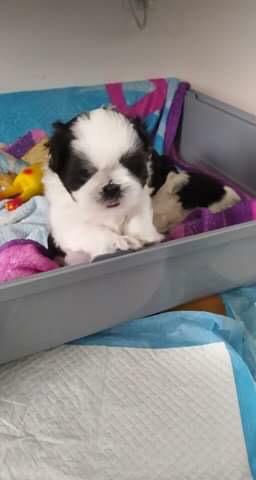 Reproduktor shih tzu