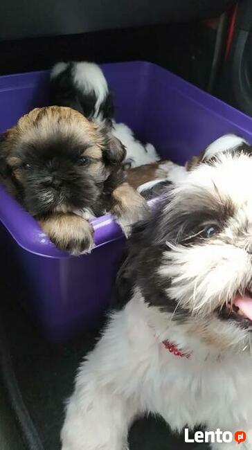 Reproduktor shih tzu