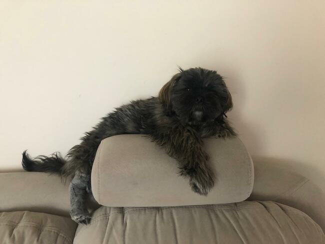 Reproduktor shih tzu