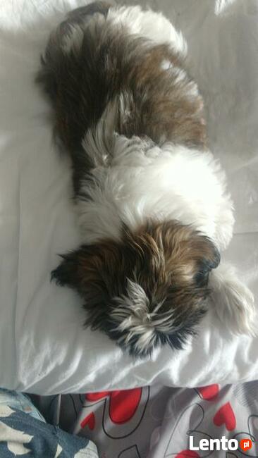 Reproduktor shih tzu