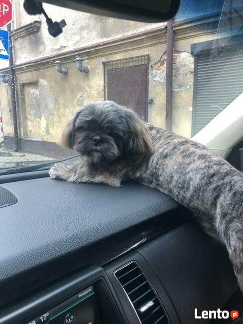 Reproduktor shih tzu