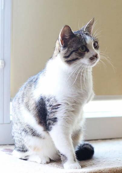 Cudna, młodziutka bezłapka -Sonny :)