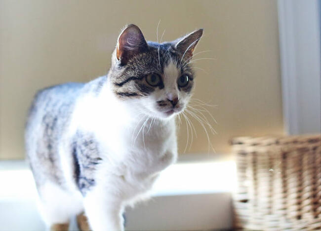 Cudna, młodziutka bezłapka -Sonny :)