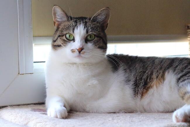 Cudna, młodziutka bezłapka -Sonny :)