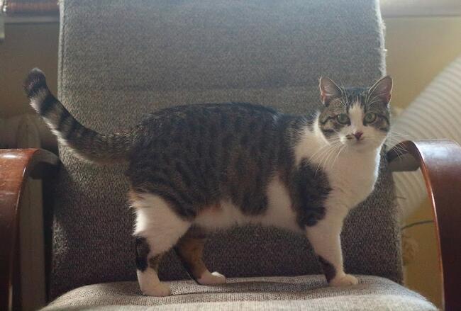 Cudna, młodziutka bezłapka -Sonny :)