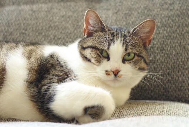 Cudna, młodziutka bezłapka -Sonny :)