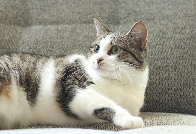 Cudna, młodziutka bezłapka -Sonny :)