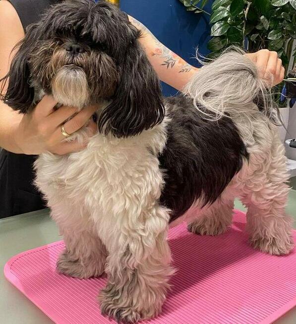 Psi fryzjer groomer