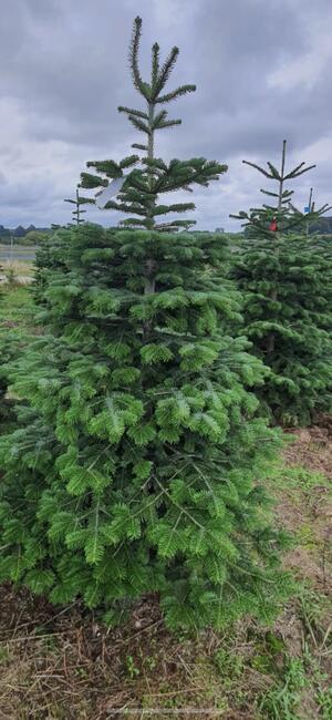 Plantacja Choinek jodła świerk pospolity srebrny.FORMOWANE