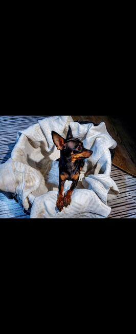 Praski Ratler - Ratlerek mniejszy od pinczer miniaturowy