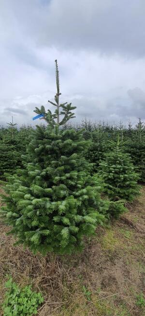 Plantacja Choinek jodła świerk pospolity srebrny.FORMOWANE
