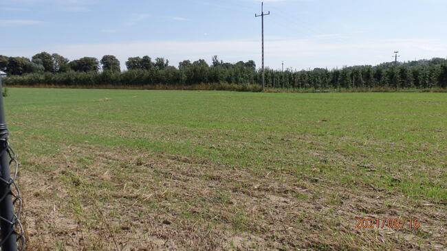 Świecie-Działka budowl inwest w Głogówku. Czytaj ogłoszenie.