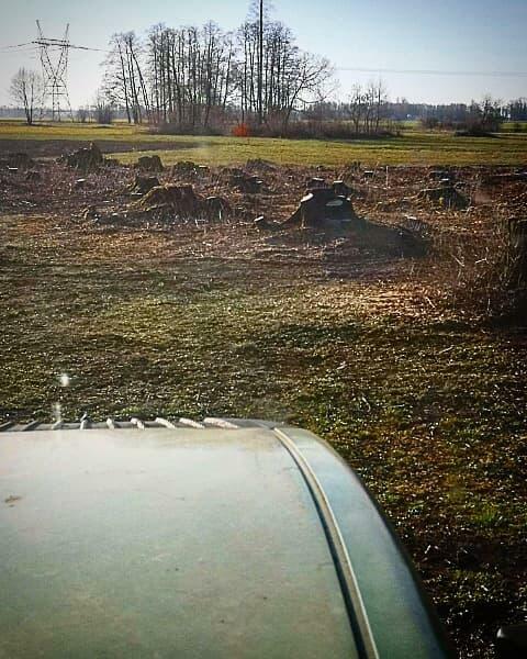 wycinka drzew, rekultywqacja terenu, mulczowanie,utylizacja