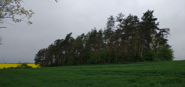 Sprzedam działkę siedliskową 6000 M2 Rosochata dolnośląskie