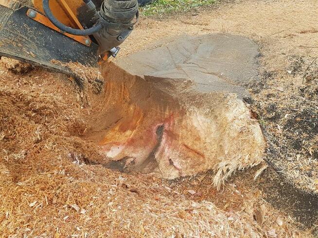 wycinka drzew, rębak, rekultywacja,mulczowanie 30 cm w głąb