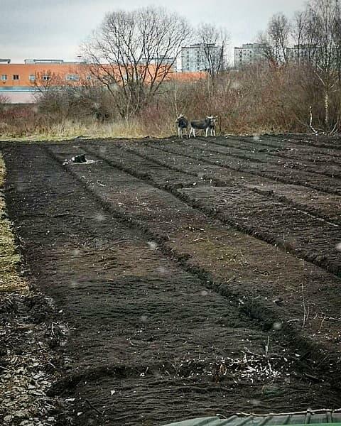 wycinka drzew, rekultywacja przekształcenie lasu w pole, rębak